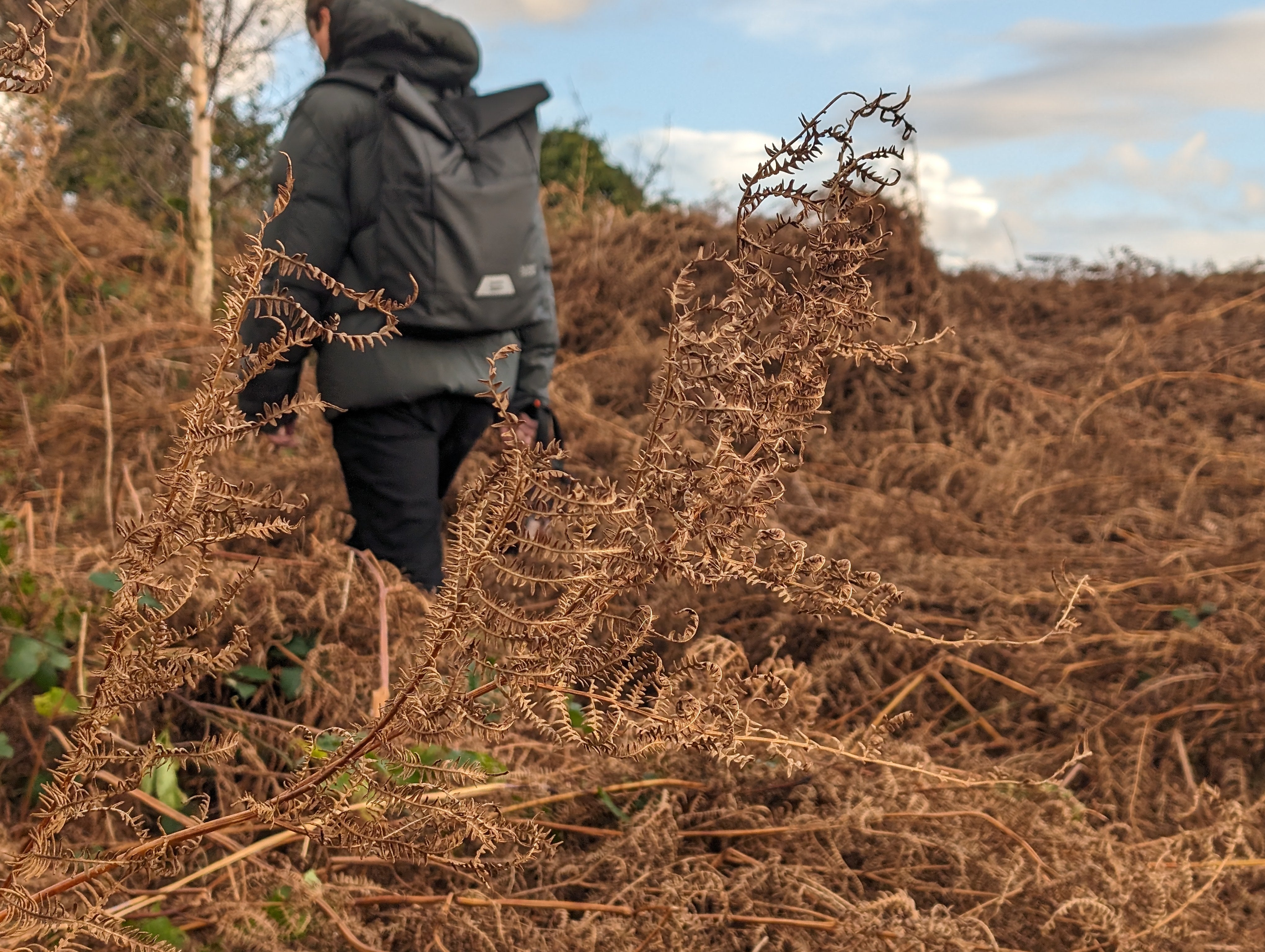 Moorland Dry Ferns with Person Hiking with Summit+Shore The Daily 1.0 backpack
